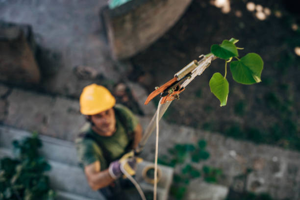 Tree and Shrub Care in Olivia, MN